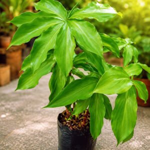 ইনসুলিন প্ল্যান্ট